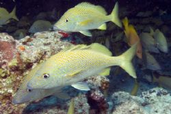 Current events in Cozumel. Fuji Finepix S2, dual SB-105 s... by Stuart Spechler 